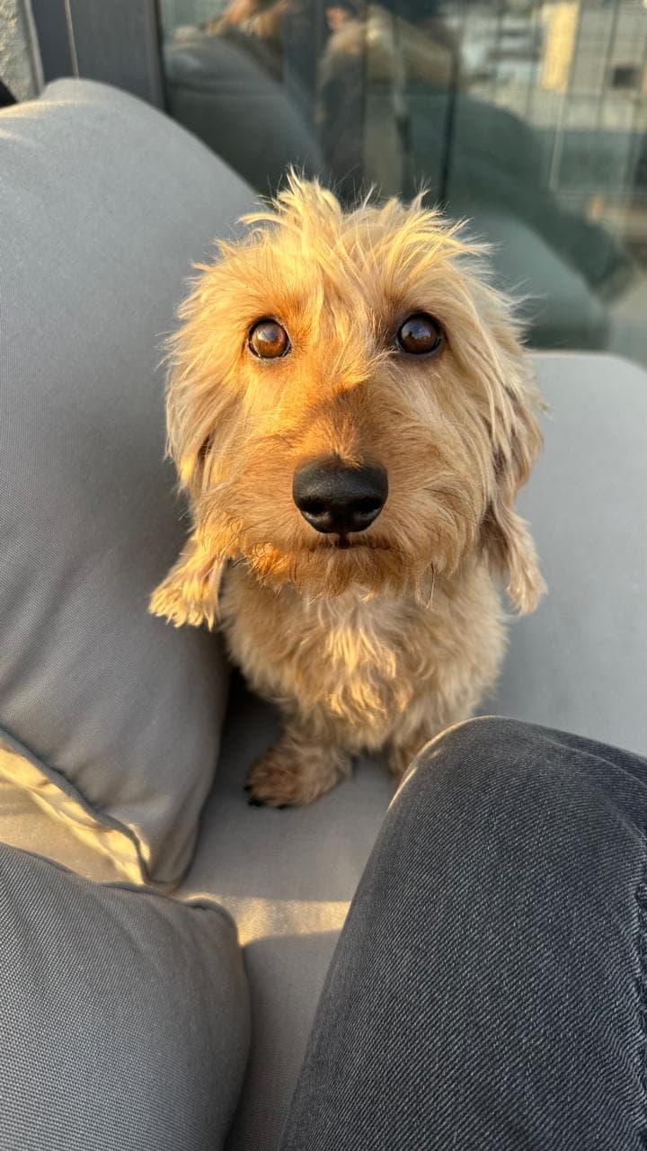 Peluquería canina